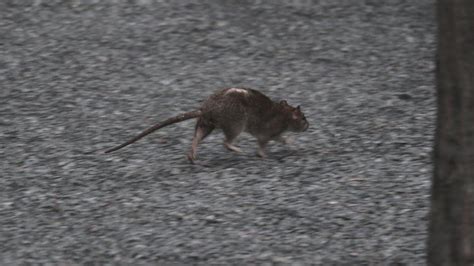 Why do rats run towards you?